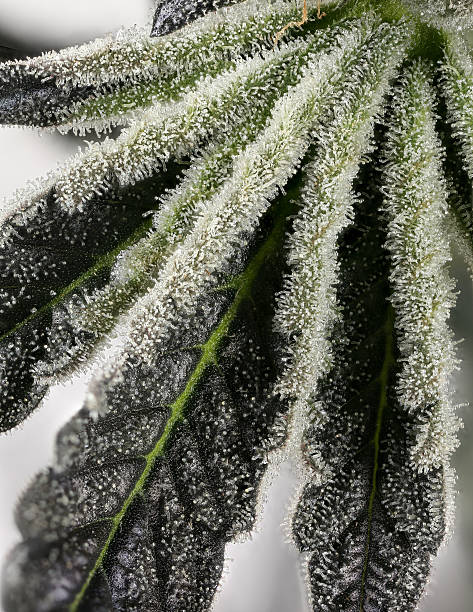Cannabis Fan Leaf Covered in Trichomes (Cookies and Cream)