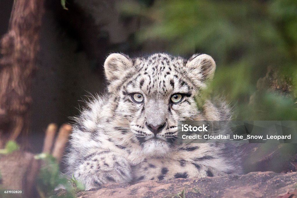 young snow leopard A picture from a snow leopard. Leopard Stock Photo
