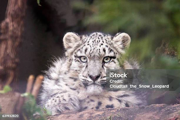 Young Snow Leopard Stock Photo - Download Image Now - Leopard, Snow, Animal
