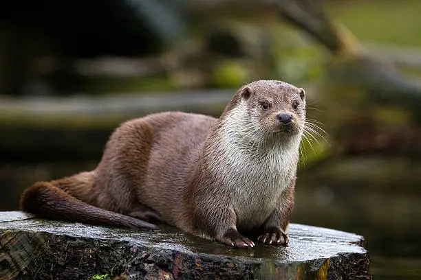 Photo of Otter