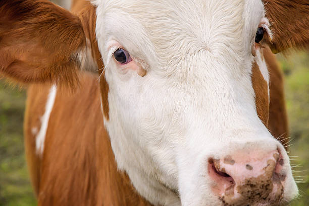istock Portrait cow on meadow 631935320