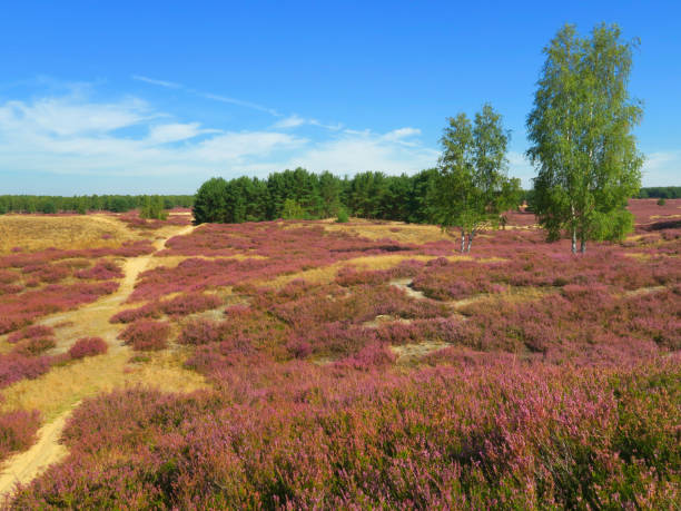 istock Heather landscape. Nemitzer Heide, Wendland, Lower Saxony, Germany, Europe 632215656