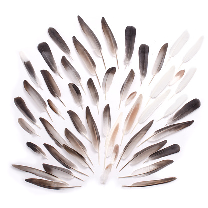 pattern of feathers on a white background, composition of feathers