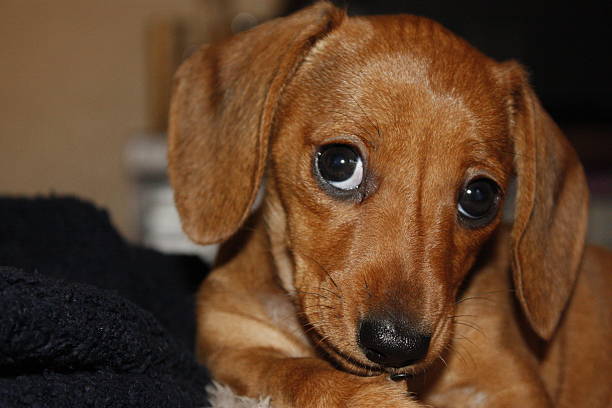 istock Miniature Dachshund Puppy 632439528