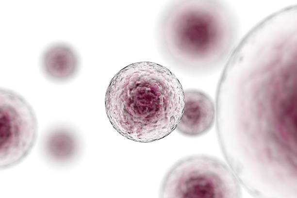 immunoterapia delle cellule staminali - ovulo foto e immagini stock