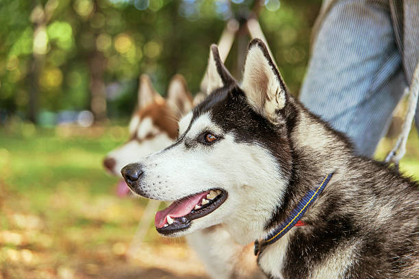 istock Portrait Husky dog with a smile 632440510