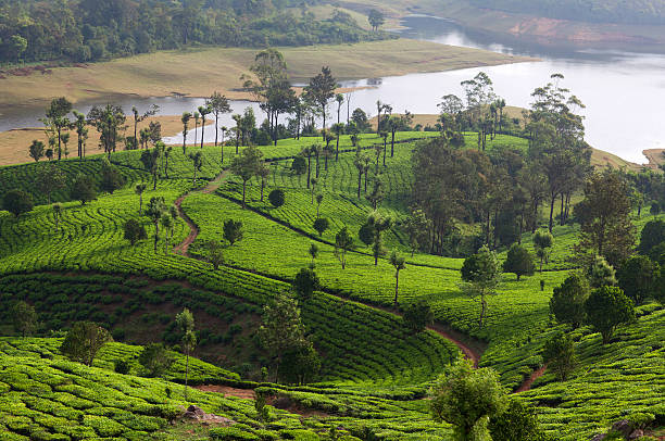 istock Tea plantations in Munnar, Kerala, South India 632442032