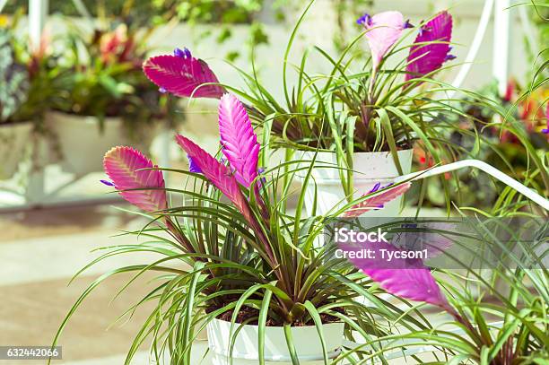 Blue Tillandsia Flowers Stock Photo - Download Image Now - Beauty In Nature, Botany, Bright