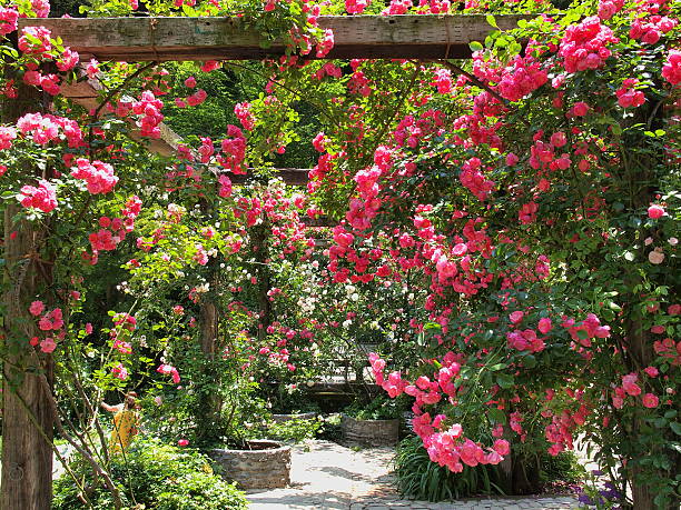 istock Sunlight and rose of the early summer 632444026