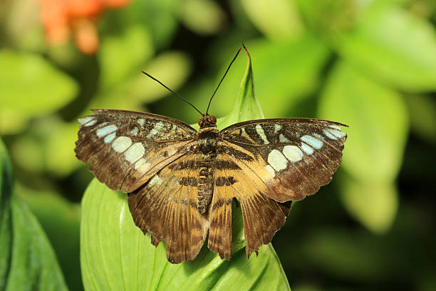 mariposa tigre asiático - parthenos fotografías e imágenes de stock