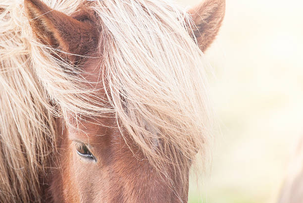 istock Icelandic Horse 632444612