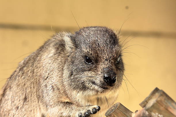 Hyrax on the tree There is hyrax on the tree. tree hyrax stock pictures, royalty-free photos & images