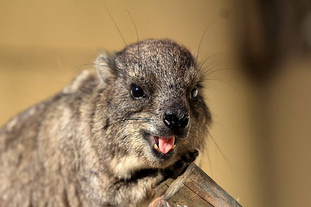 Hyrax on the tree There is hyrax on the tree. tree hyrax stock pictures, royalty-free photos & images
