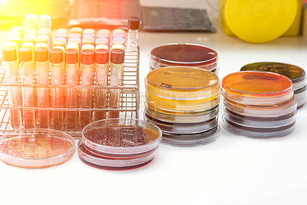 Biochem test kit for identified pathogen in microbiology room. stock photo