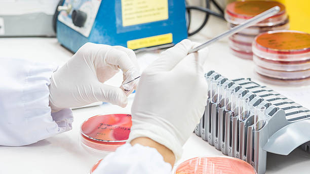 Close up on hand medical technicians working on bacterial cultur Close up on hand medical technicians working on bacterial culture and drug resistance of pathogens in laboratory. rebellion stock pictures, royalty-free photos & images