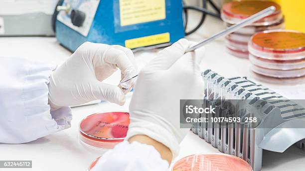 Close Up On Hand Medical Technicians Working On Bacterial Cultur Stock Photo - Download Image Now