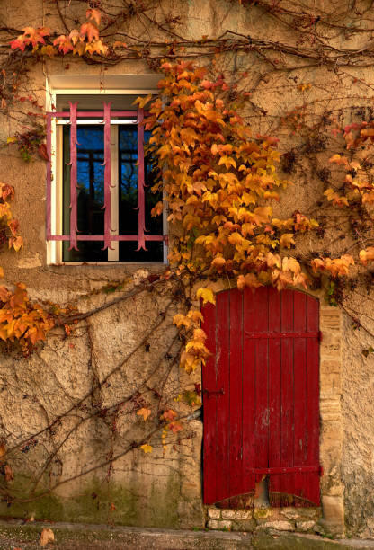 istock Old building covered with a yellowed ivy 632445748