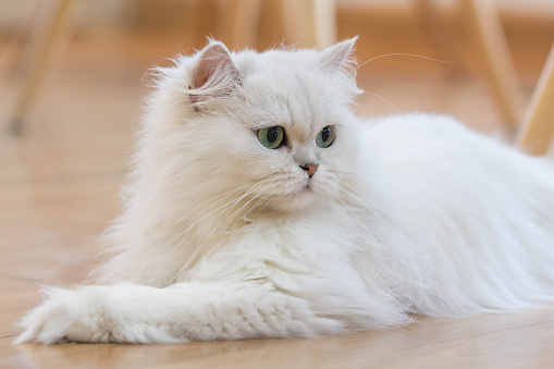 Blanco gatos persas photo