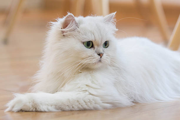 White Persian cats Lovely White Persian cats persian cat stock pictures, royalty-free photos & images