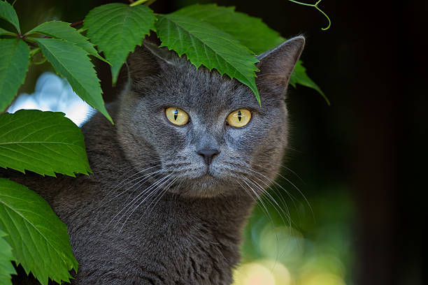 British domestic cat stock photo