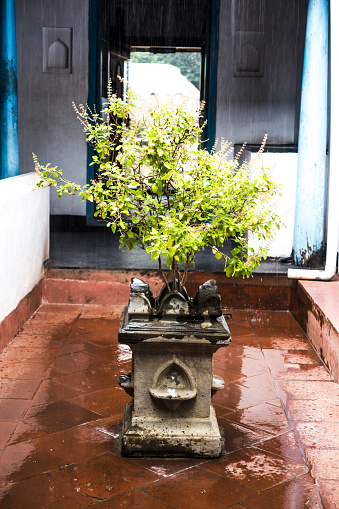 Tulsi plant in an Indian home on a rainy day.