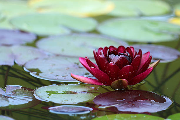water lily stock photo