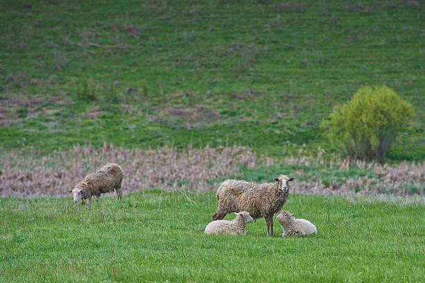 istock sheep with two lambs on the greenfield 633685780