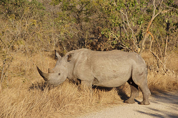istock white rhino in the African bush 633686504