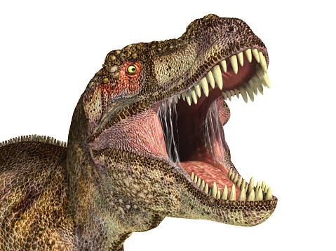 Tyrannosaurus Rex dinosaur, photorealistic representation, Scientifically correct. Head close up, with open mouth. On white background, clipping path included.