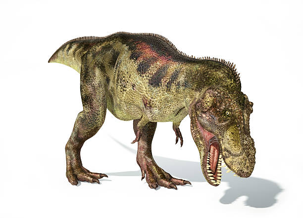 Tyrannosaurus Rex dinosaur, photorealistic representation. Dynam Tyrannosaurus Rex dinosaur, full body photorealistic representation. Dynamic view. On white background and drop shadow. Clipping path included. coelurosauria stock pictures, royalty-free photos & images