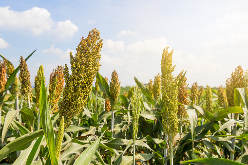 Sorghum or Millet field with blue sky background