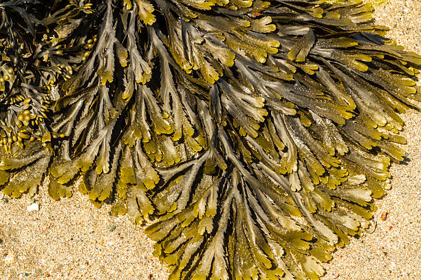 Photo of Closeup of seaweed Fucus serratus commonly toothed wrack.
