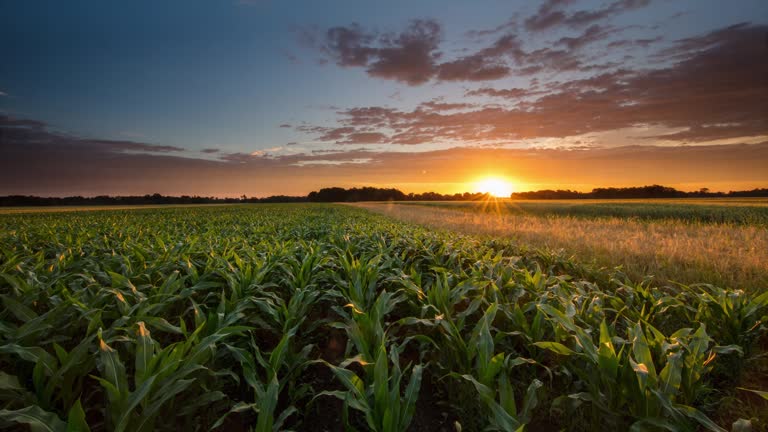 T/L 8K shot of a corn field at sunrise