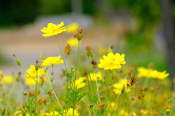 istock Spring background with beautiful yellow flowers, Soft focus. 634573474