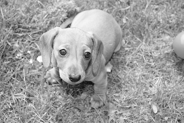istock Miniature Dachshund Puppy 634574040