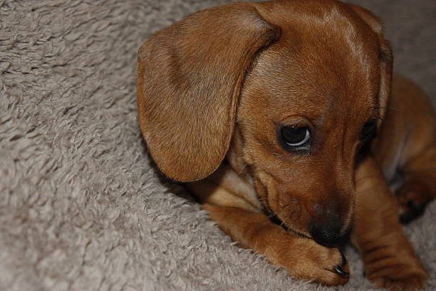 istock Miniature Dachshund Puppy 634574756