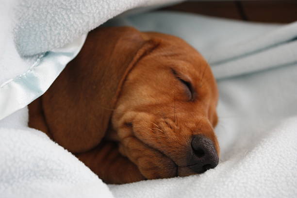istock Miniature Dachshund Puppy 634575452