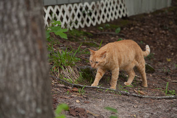 istock Yellow Cat Walking Outdoors 634576680
