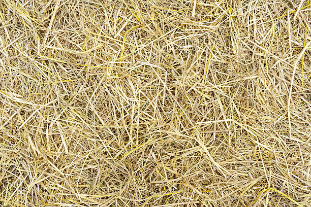 istock Pile of dry rice chaff 634577138