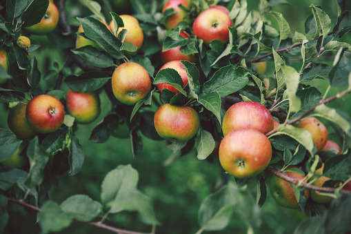 Close-up view of organic red apples ripening on an apple tree.\n\nTaken In Santa Cruz, California, USA.