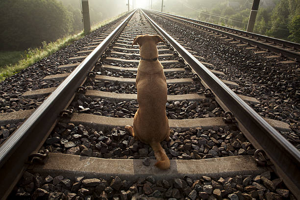 istock Brown dog sits on a railroad track. 635474752