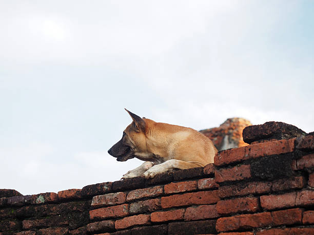 istock black mouth and brown dog on old brick wall 635475832