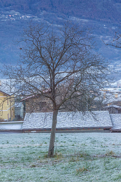 istock winter landscape, meadow and trees with frost 635476530
