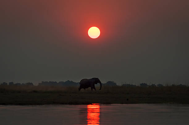 istock Elepanht at sunset in the Chobe National Park in Botswana 635476586