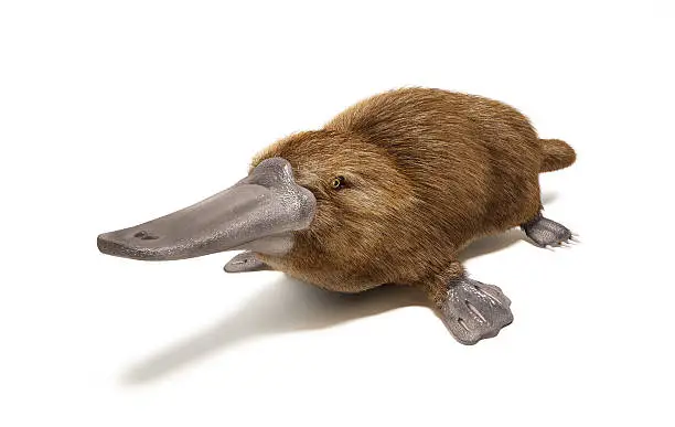 Platypus duck-billed animal. On white background with drop shadow.