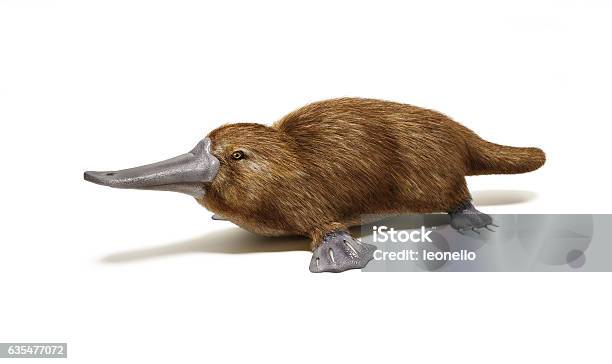 Platypus Duckbilled Animal Stock Photo - Download Image Now - Duck-Billed Platypus, Echidna, Amphibian