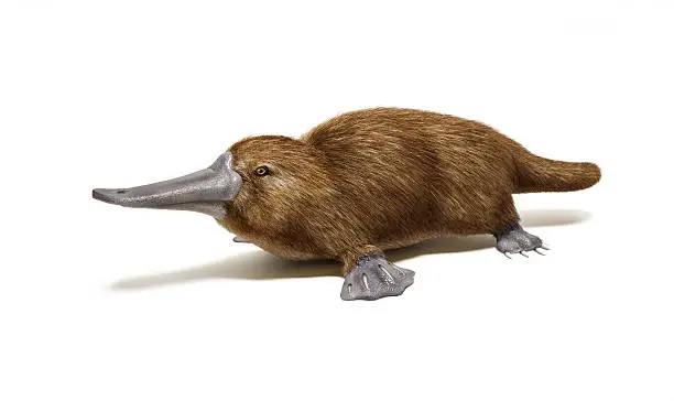 Platypus duck-billed animal. On white background with drop shadow.