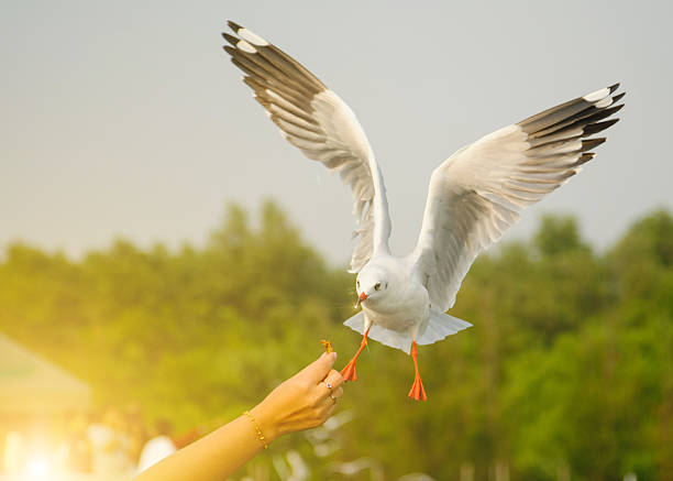 istock Friendly seagull takes food from human hand 635478882