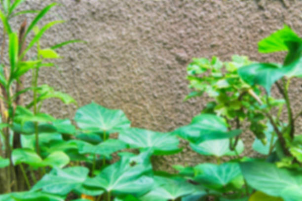 istock green blurred of nature background 635479082