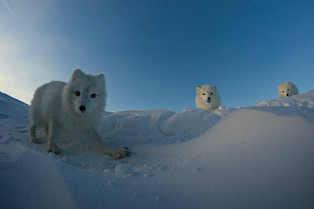 Polar foxes looking for prey in the snowy tundra. stock photo